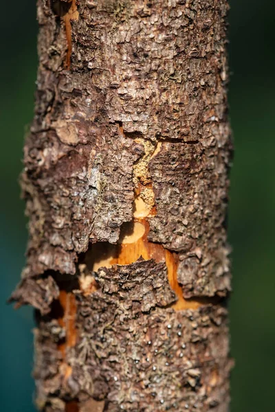 Sprucken torr bark på stammen av en död tall, mot en suddig bakgrund av grönska. — Stockfoto