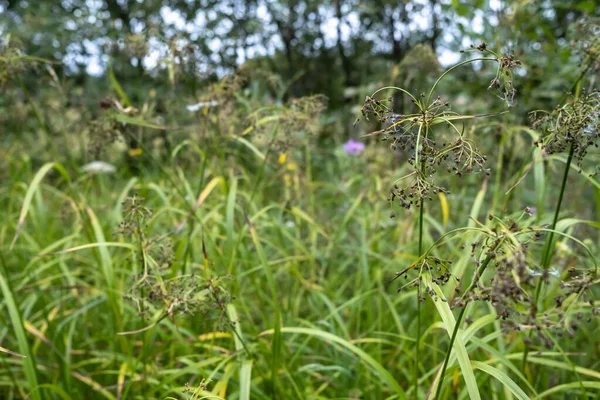 木々や青空を背景に草や野の花々. — ストック写真