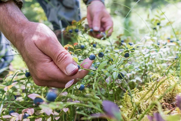 Männliche Hände ernten an einem Sommertag im Wald reife, schmackhafte Blaubeeren. Ernte der Beeren von Vaccinium myrtillus. — Stockfoto