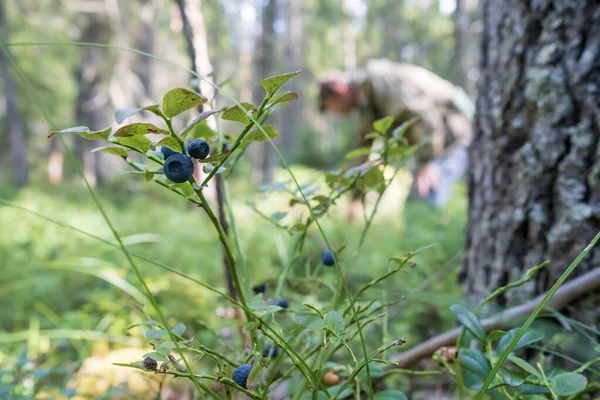 Reife, schmackhafte Blaubeeren, im Wald, auf verschwommenem Hintergrund, ein Mann erntet Beeren. — Stockfoto