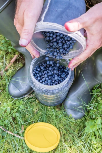 Las manos masculinas vacían los arándanos de un recipiente pequeño en uno grande al aire libre. Cosecha de bayas del bosque de Vaccinium myrtillus. Primer plano. —  Fotos de Stock