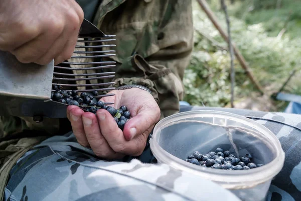 Hände legen reife Blaubeeren aus einem Werkzeug zum schnellen Pflücken in ein Gefäß im Wald. Ernte von Vaccinium myrtillus. — Stockfoto