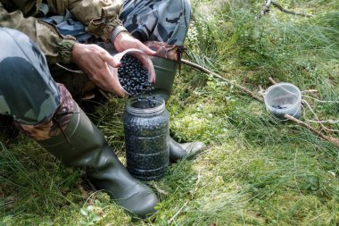Erkek elleri küçük bir konteynırdan boş yaban mersinlerini ormanda büyük bir konteynıra koyuyor. Aşı mersininden hasat edin..