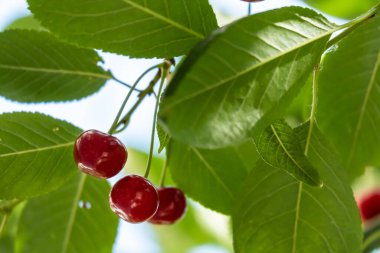Yeşil yapraklarda sallanan olgun kırmızı kirazlar. Böğürtlen topla. 