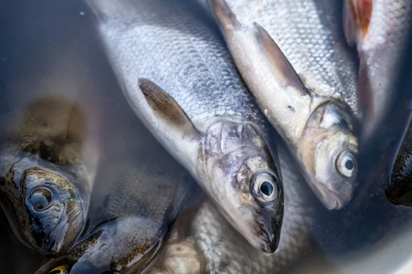 Peixes frescos capturados jaz em um balde de água. Vista superior. — Fotografia de Stock