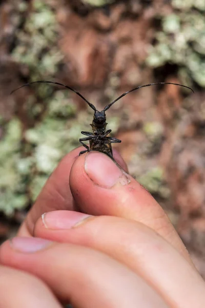 Los dedos sostienen un escarabajo de barba. Plaga de insectos que contribuye a la destrucción de los pinos debilitados. Macro. — Foto de Stock