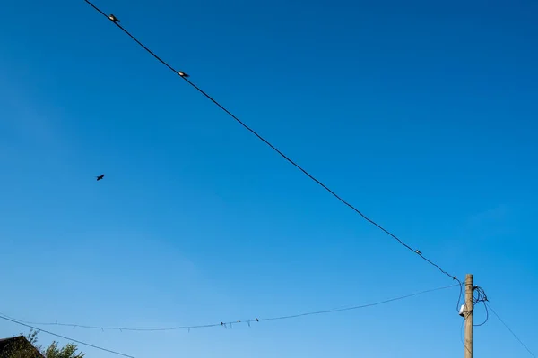 Top of a wooden pole with high voltage wires and birds sitting on them, against a blue sky, in the countryside. — Stock Photo, Image