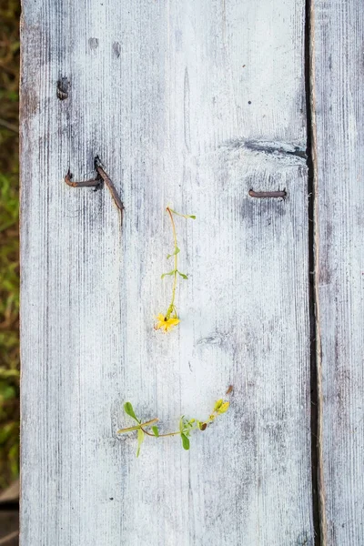 Sonriente Linda Divertida Hecha Hierba Medicinal Hypericum Con Flores Amarillas —  Fotos de Stock