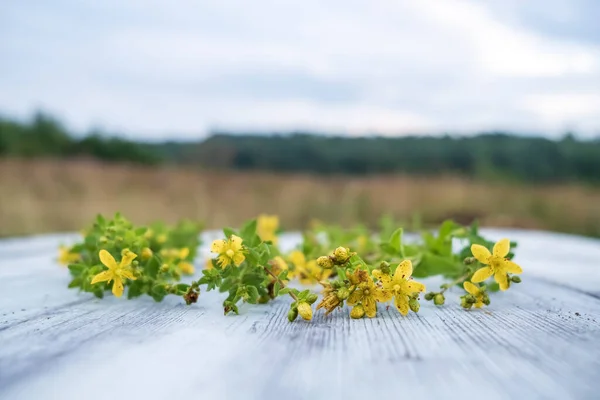 黄色の花を持つ医療用高カルシウムは、田舎の木製のテーブルの上にあります. — ストック写真