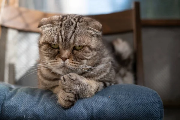 Droevige kat, Scottish Fold, liggend op zachte poef in zijn stoel en ziet er bedachtzaam uit. Depressie bij huisdieren. Psychologisch concept. — Stockfoto