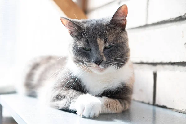 Gato suspeito e sério está em uma prateleira de metal na varanda e squints no fundo de uma parede de tijolo. — Fotografia de Stock