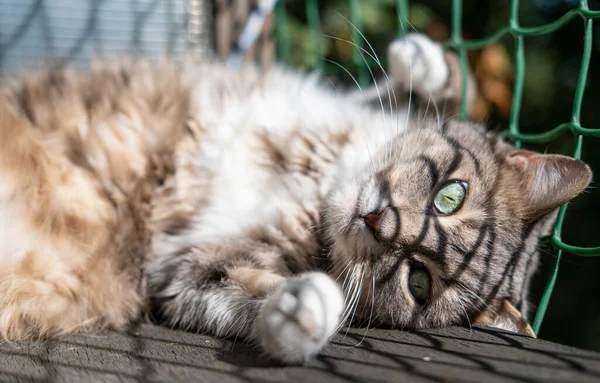 Tevreden, schattige kat met groene ogen liggend op het balkon ontspannen en koesteren in de zon. — Stockfoto