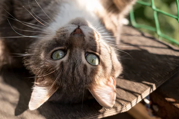 Heureux, heureux chat aux yeux verts se détend couché avec ses pattes vers le haut, sur le balcon au soleil. — Photo