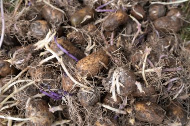 Bir yaz günü bahçede, kırsalda yatan eski püskü patatesler. Üst görünüm. 