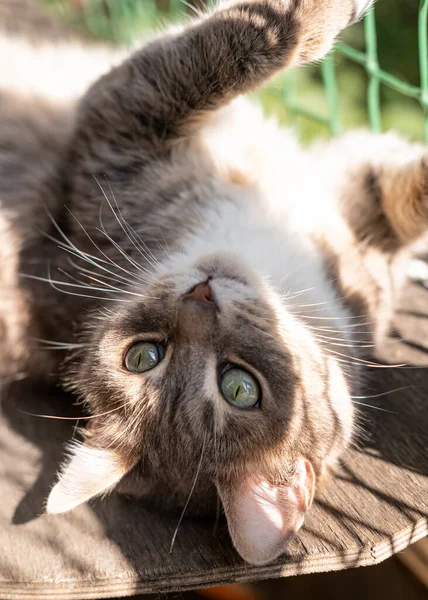 Vicces, aranyos macska zöld szemekkel ellazul, feltartott mancsokkal fekszik az erkélyen a napon.. — Stock Fotó