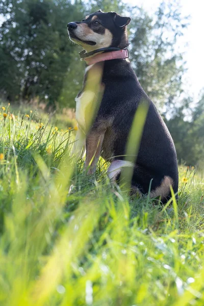 Konzentrierter Hund im rosafarbenen Halsband beobachtet misstrauisch im Gras sitzend. Ansicht von unten. — Stockfoto