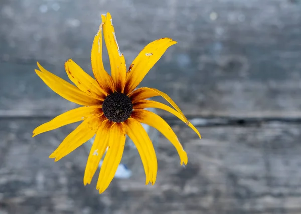 Красива квітка з жовто-оранжевими довгими пелюстками на дерев'яному тлі. Копіювати простір. Вид зверху . — стокове фото