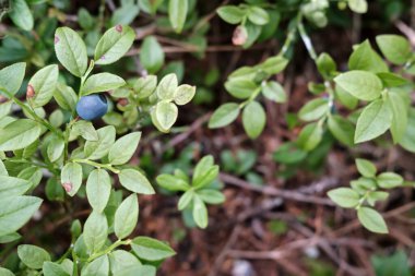 Ormandaki çalıların üzerinde olgun yaban mersini. Aşı mersininden hasat edin..