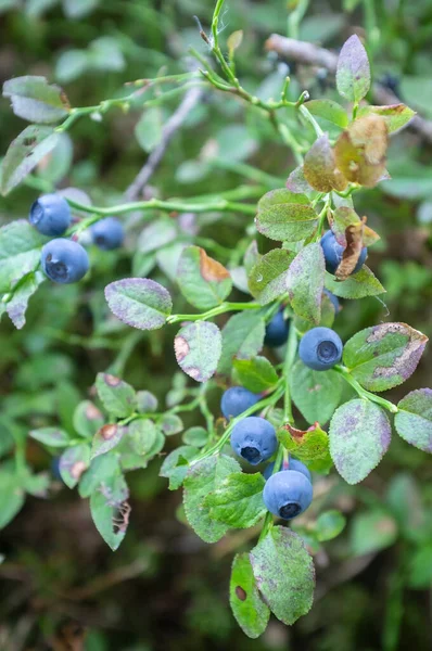 Sappige, rijpe bosbessen op de struiken in het bos. Oogst van Vaccinium myrtillus berries. — Stockfoto