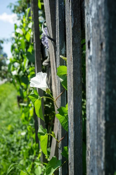 Pianta rampicante con bellissimi fiori bianchi su una vecchia recinzione di legno in una giornata estiva soleggiata. — Foto Stock