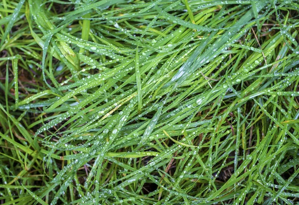 Bovenaanzicht van een gras bedekt met druppels regen — Stockfoto