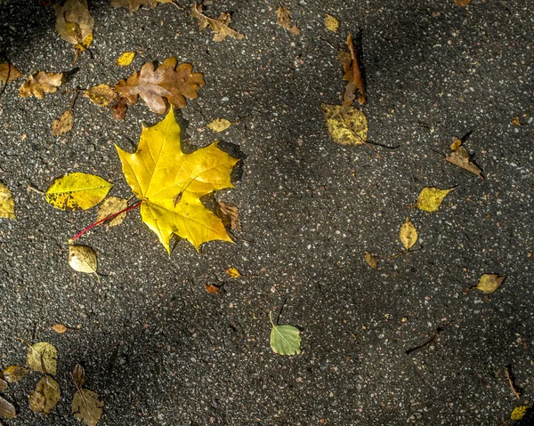 Herbstgelbes Laub liegt auf der Asphaltstraße — Stockfoto