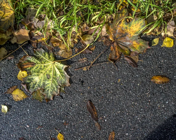 Autumn leaves lying on the asphalt road — Stock Photo, Image