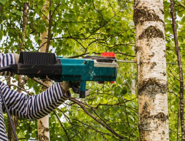 adam, geri taze huş ağacı kesip