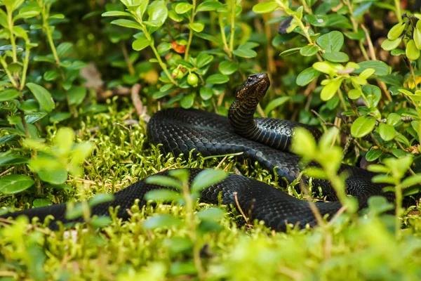 Czarny wąż Żmija — Zdjęcie stockowe