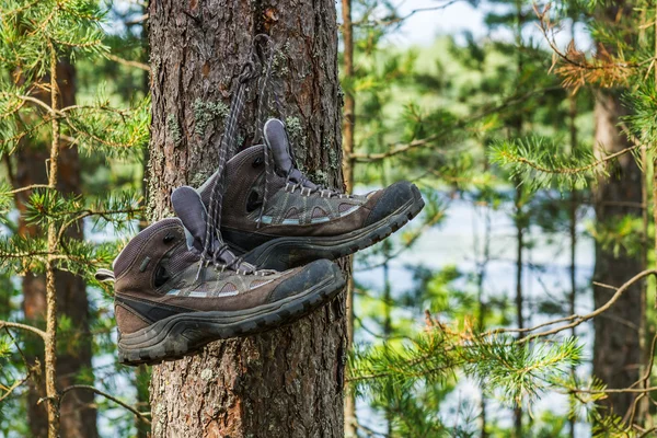 Botas de senderismo colgadas de un árbol en el bosque — Foto de Stock