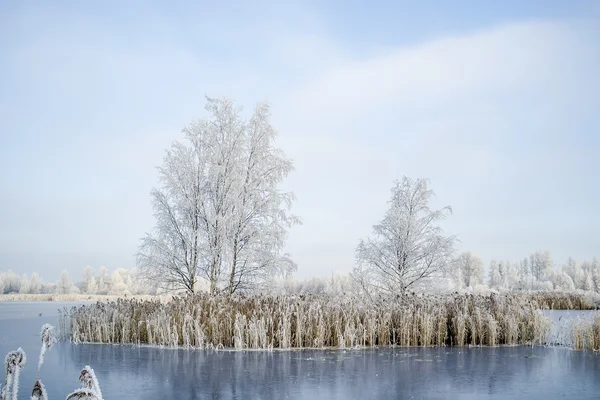 Trees are covered with hoarfrost on the island in the middle of the lake, covered with ice — Stock Photo, Image