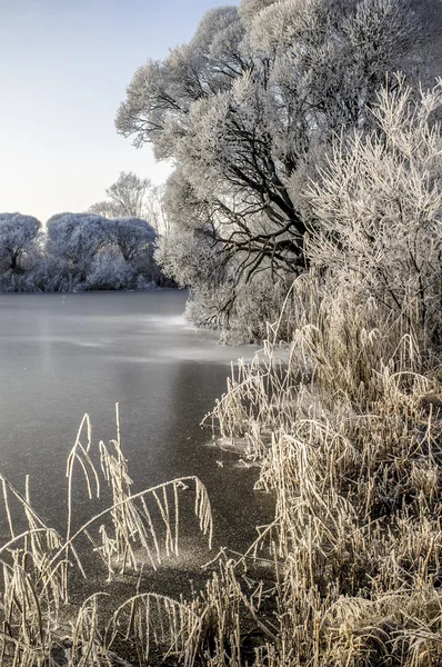 Trees and grass are in hoarfrost on the lake, covered with ice, frosty morning — Stock Photo, Image