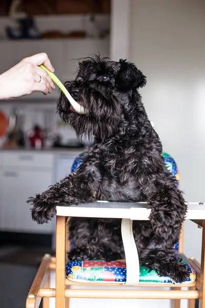 Hombre alimentación divertido perro schnauzer como un bebé —  Fotos de Stock