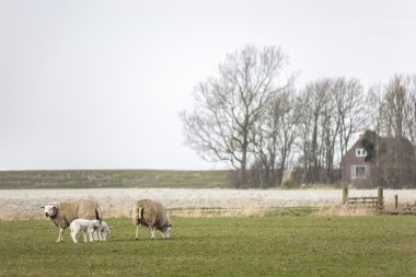 Taze bahar çim yeme çayırda otlatma genç kuzu koyun ailesi