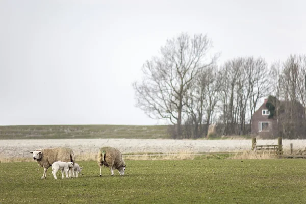 Familie van schapen met jonge lammeren grazen in de Wei, verse lente gras eten — Stockfoto