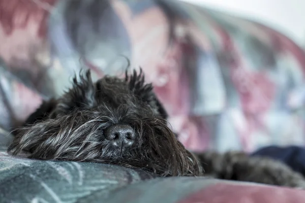 Divertido perro schnauzer cansado y acostado en el sofá, nariz de cerca visible —  Fotos de Stock