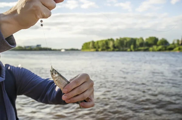 Маленькая рыбка на крючке и леска в человеческих руках — стоковое фото