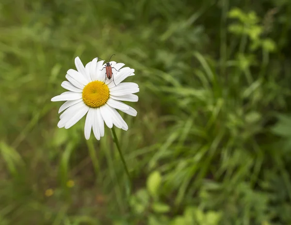 Primer plano de una hermosa margarita en el bosque salvaje está sentado escarabajo marrón —  Fotos de Stock