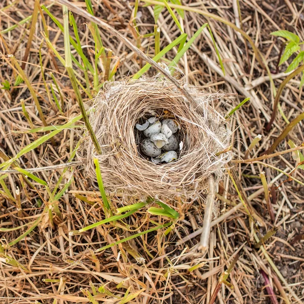 Devastated nest with speckled eggs lying on the grass clippings — Stock Photo, Image