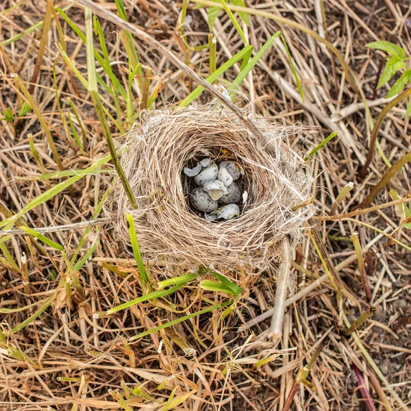 Nid dévasté avec des œufs mouchetés couchés sur les coupures de gazon — Photo