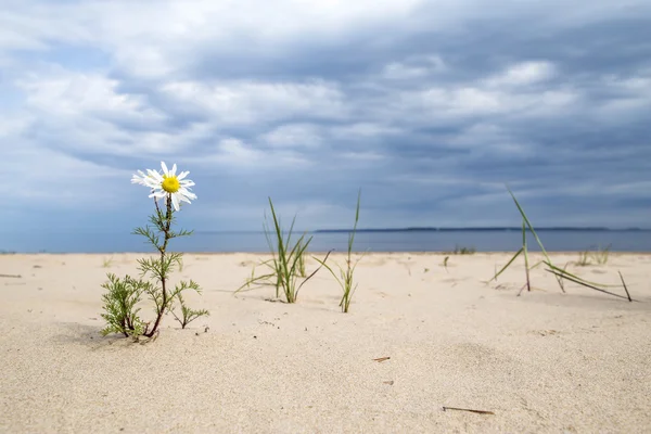 Daisy flower growing in the sand on the beach against the backdrop of storm clouds — Stock Photo, Image