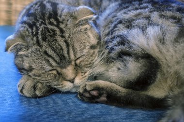 Kafasını bir başlangıç dinlenme İskoç Fold kedi tatlı tatlı, uyur