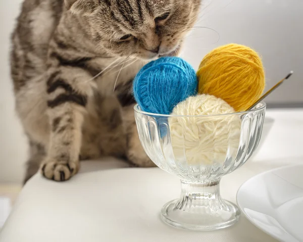 Funny cat wants to play with a ball of wool yarn, which lie like dessert — Stockfoto