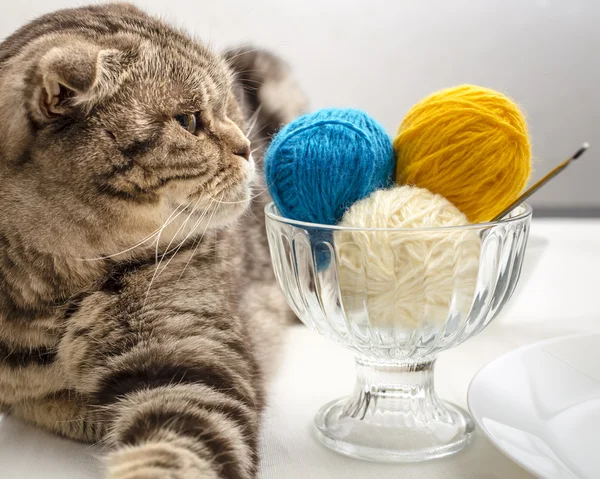 funny cat look and wants to play with a ball of wool yarn, which lie like dessert