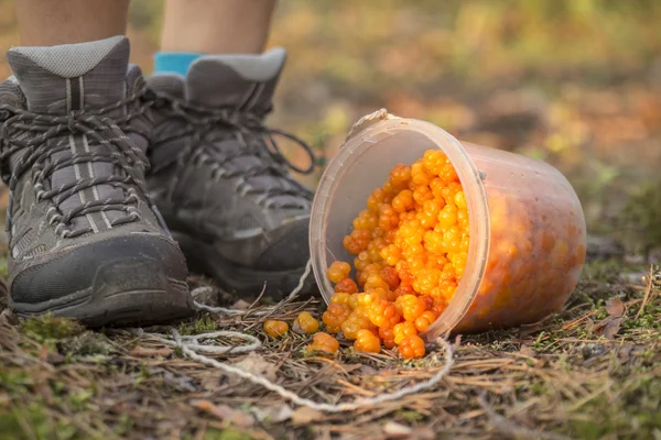 Cloudberries spill out of the bucket on the ground in the forest — Stock Photo, Image