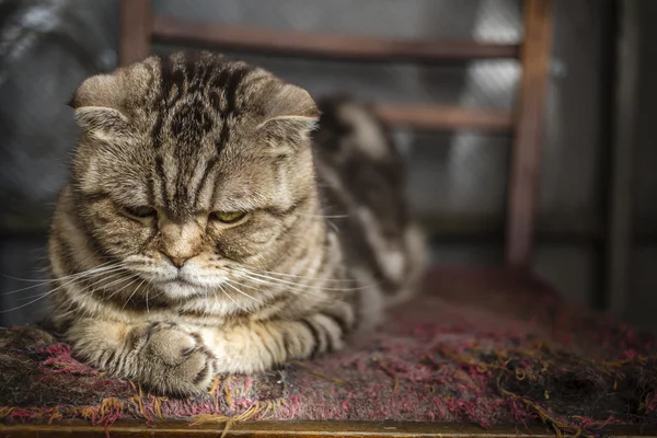 sad striped Scottish Fold cat