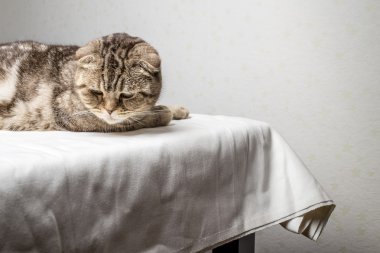 Gri çizgili İskoç fold kedi yalanlar üzerine bir tablo ve aşağı bakıyor