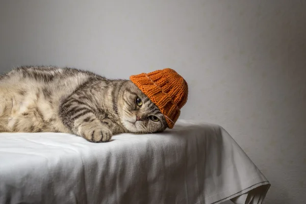 Grau gestreifte schottische Faltkatze mit lustigem orangefarbenem Winterhut auf dem Kopf liegt auf einem Tisch — Stockfoto