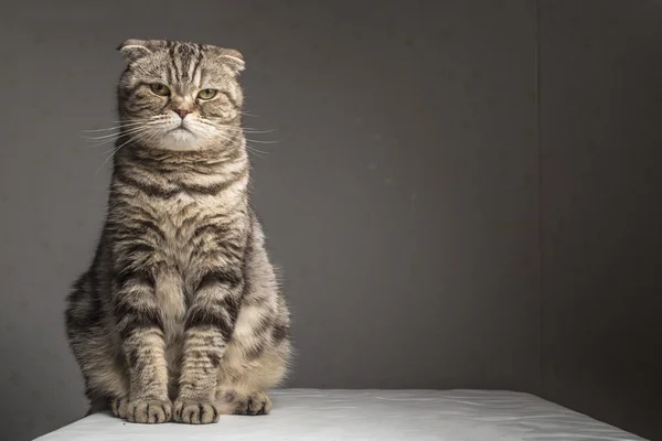 怀孕厚厚的灰色条纹的苏格兰折猫坐在桌子上 — 图库照片