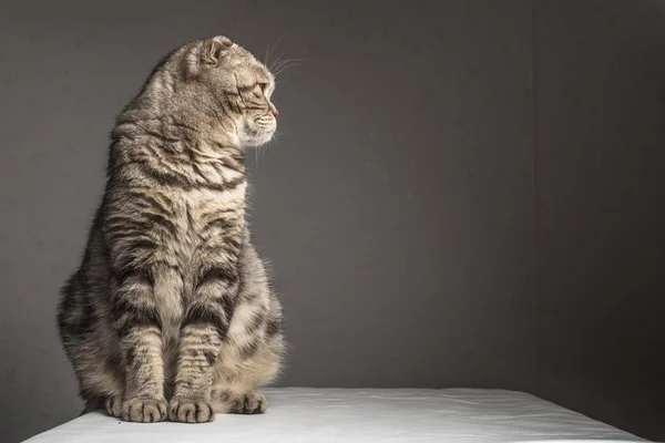 Pregnant thick gray striped scottish fold cat sitting on a table — Stock Photo, Image